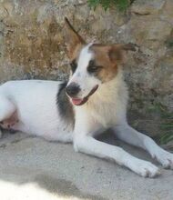 ZARA, Hund, Mischlingshund in Italien - Bild 10