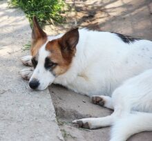 ZARA, Hund, Mischlingshund in Italien - Bild 12