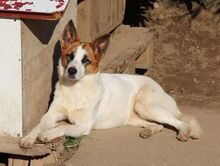 ZARA, Hund, Mischlingshund in Italien - Bild 2