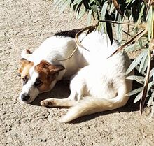 ZARA, Hund, Mischlingshund in Italien - Bild 4