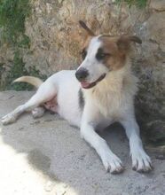 ZARA, Hund, Mischlingshund in Italien - Bild 5