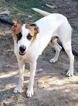 ZARA, Hund, Mischlingshund in Italien - Bild 7