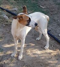 ZARA, Hund, Mischlingshund in Italien - Bild 8