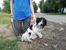 PUDDING, Hund, Mischlingshund in Ungarn - Bild 1