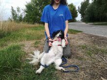 PUDDING, Hund, Mischlingshund in Ungarn - Bild 2