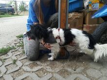 PUDDING, Hund, Mischlingshund in Ungarn - Bild 5