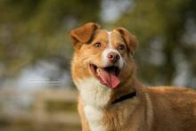 TEDDY, Hund, Mischlingshund in Salzhemmendorf - Bild 1