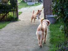 TEDDY, Hund, Mischlingshund in Salzhemmendorf - Bild 18