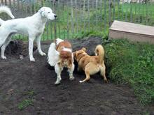 TEDDY, Hund, Mischlingshund in Salzhemmendorf - Bild 19