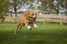 TEDDY, Hund, Mischlingshund in Salzhemmendorf - Bild 3