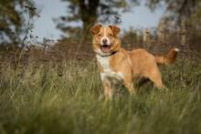 TEDDY, Hund, Mischlingshund in Salzhemmendorf - Bild 4