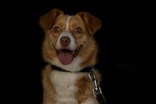 TEDDY, Hund, Mischlingshund in Salzhemmendorf - Bild 6