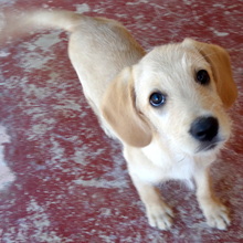 MARVIN3, Hund, Mischlingshund in Zypern - Bild 2
