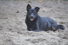 BARU, Hund, Mischlingshund in Hamburg - Bild 12