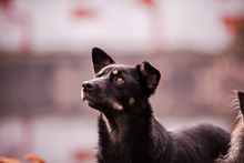 BARU, Hund, Mischlingshund in Hamburg - Bild 5