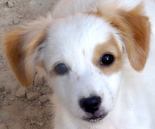 COOKIE, Hund, Mischlingshund in Zypern - Bild 1