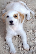 COOKIE, Hund, Mischlingshund in Zypern - Bild 3