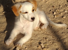 COOKIE, Hund, Mischlingshund in Zypern - Bild 5