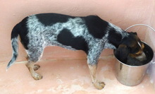 SIOBHAN, Hund, Beagle-Pointer-Mix in Zypern - Bild 5