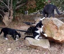 PEKE, Katze, Europäisch Kurzhaar in Spanien - Bild 1