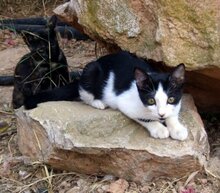 PEKE, Katze, Europäisch Kurzhaar in Spanien - Bild 3