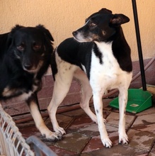 DALMA, Hund, Mischlingshund in Rumänien - Bild 1