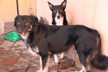 DALMA, Hund, Mischlingshund in Rumänien - Bild 3