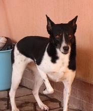 DALMA, Hund, Mischlingshund in Rumänien - Bild 4