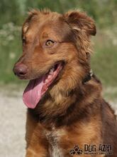 JUSTIN, Hund, Mischlingshund in Slowakische Republik - Bild 1