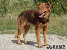 JUSTIN, Hund, Mischlingshund in Slowakische Republik - Bild 2