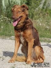 JUSTIN, Hund, Mischlingshund in Slowakische Republik - Bild 3