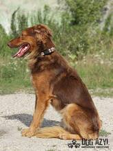 JUSTIN, Hund, Mischlingshund in Slowakische Republik - Bild 4