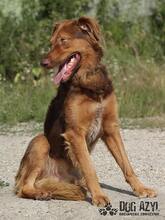 JUSTIN, Hund, Mischlingshund in Slowakische Republik - Bild 5