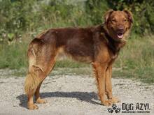 JUSTIN, Hund, Mischlingshund in Slowakische Republik - Bild 6