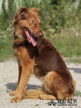 JUSTIN, Hund, Mischlingshund in Slowakische Republik - Bild 7