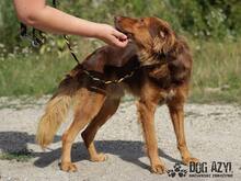 JUSTIN, Hund, Mischlingshund in Slowakische Republik - Bild 8