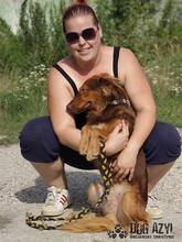 JUSTIN, Hund, Mischlingshund in Slowakische Republik - Bild 9