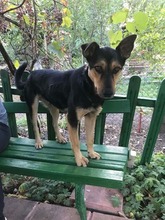 NERO, Hund, Mischlingshund in Bulgarien - Bild 1