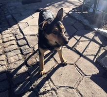 NERO, Hund, Mischlingshund in Bulgarien - Bild 2