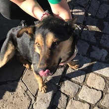NERO, Hund, Mischlingshund in Bulgarien - Bild 3