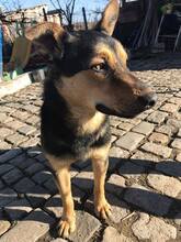 NERO, Hund, Mischlingshund in Bulgarien - Bild 4