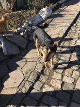 NERO, Hund, Mischlingshund in Bulgarien - Bild 5