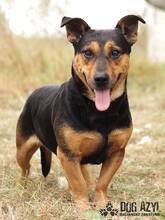 JAKE, Hund, Mischlingshund in Slowakische Republik - Bild 1