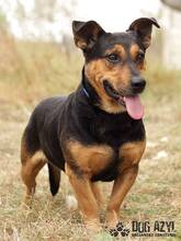 JAKE, Hund, Mischlingshund in Slowakische Republik - Bild 2