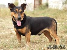JAKE, Hund, Mischlingshund in Slowakische Republik - Bild 5