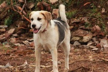 WHITEY, Hund, Mischlingshund in Bulgarien - Bild 1