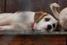 WHITEY, Hund, Mischlingshund in Bulgarien - Bild 2