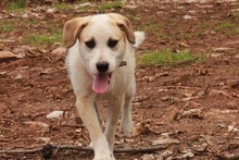 WHITEY, Hund, Mischlingshund in Bulgarien - Bild 3