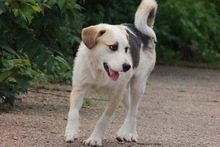 WHITEY, Hund, Mischlingshund in Bulgarien - Bild 4