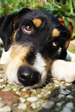 LINUS, Hund, Mischlingshund in Bremen - Bild 1